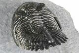 Detailed Hollardops Trilobite - Ofaten, Morocco #382841-5